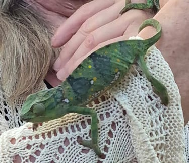 Visitor interacting with a chameleon in its natural habitat during a Zanzibar spice farm tour, enjoying wildlife and cultural