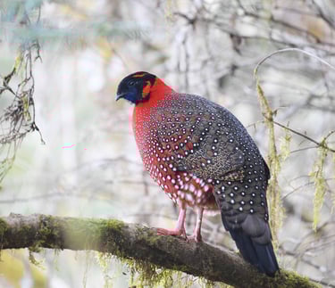 satyr-tragopan-spotted-at-the-Khaling-to-Khardungla-Trail-in-Eastern-Bhutan