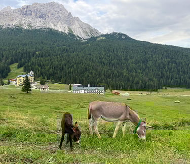 Asini al pascolo sull'alpe.