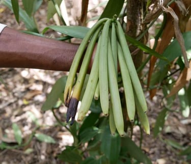 Vanilla tree growing on a Zanzibar spice farm during a spice tour, showcasing tropical plants and exotic spices