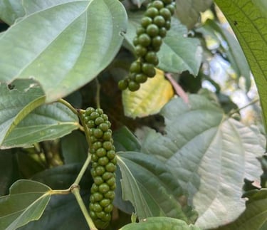Black paper label hanging on a tree at a Zanzibar spice farm during a spice tour, identifying plants and spices