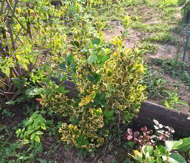 a small garden shrub in fall