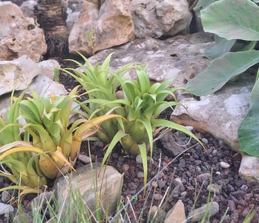 three bright green succulents in a stony landscape