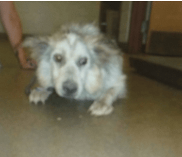 Bailey at the shelter with very fearful body language