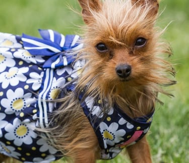 Un pequeño cachorro de terrier marrón que lleva un vestido azul con estampado de margaritas