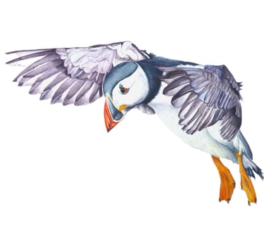 Returning Home, Puffin in mid Flight