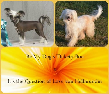 a dog and a dog are shown in this picture