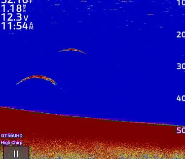 lake trout on 2D CHIRP