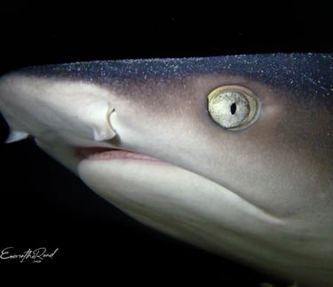 Majestic white tip reef shark swimming in the waters around Gili Trawangan, a highlight for divers.