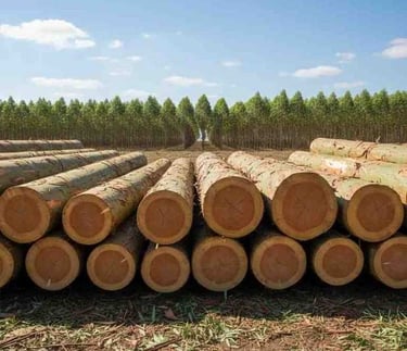 Plantation sourced eucalyptus round logs from India, graded and debarked for industrial processing and export