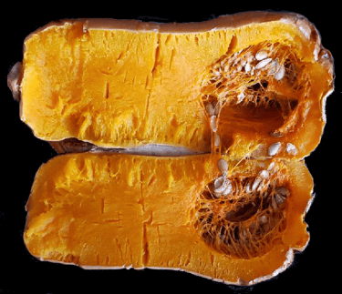 Butternut Squash w/Seeds