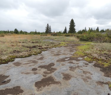 An open alvar documented in Ontario by Environmental Consultants at Aster Environmental.