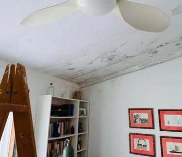 Black mold growth spreading across a white bedroom ceiling and wall near a ceiling fan.