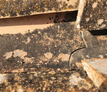 Close-up of weathered terracotta roof tiles showing dark moss growth and lichen buildup.