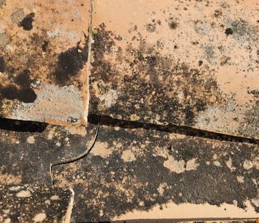 Close-up of terracotta roof tiles covered in black mold and lichen growth needing cleaning.