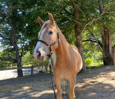 Cheval pour l'équitation, les balades et randonnées en Ardèche