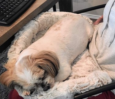 Old dog resting in comfort in the Furr Lap, Pet Lap Bed