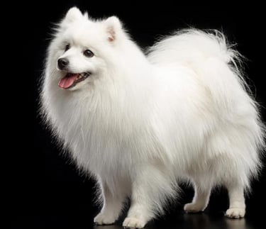 Japanese Spitz, smaller more agile with softer self clean coat