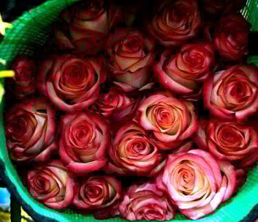 Fresh red and white bicolor roses bunched in a green mesh florist basket for a bouquet.