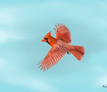 Northern Cardinal in Flight