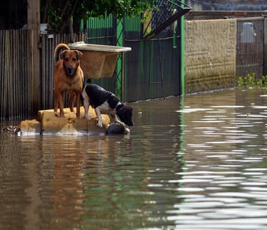 Dogs stranded in flooding waters
