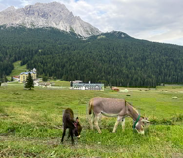 Asini al pascolo sull'alpe.