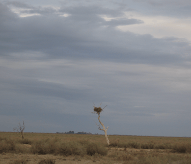Picture of An eagle's nest on The Old Man Plain, an extensive saltbush plain between Hay and Wanganella.