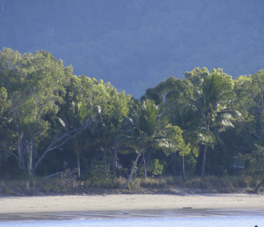 Tropical beach near Cairns