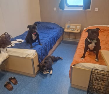 Traghetto Palermo Genova in cabina pet friendly con gli Staffordshire Bull Terrier Grecalestaffs
