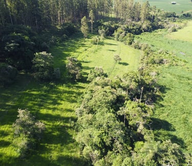 compensação ambiental e plantio de mudas