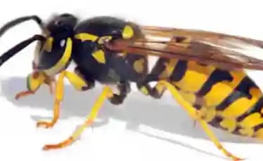 Wasp and bee issues seem to be very prominent in Melbourne suburbs