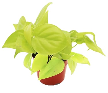 Neon heartleaf philodendron Lemon Lime climbing moss pole with bright green leaves indoors