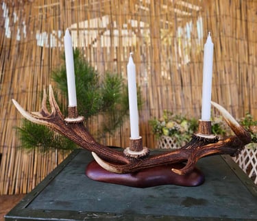 Elnio rago žvakidė