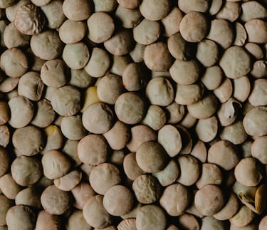 lentil