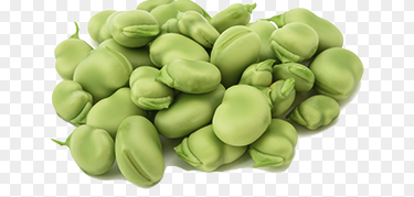 faba beans