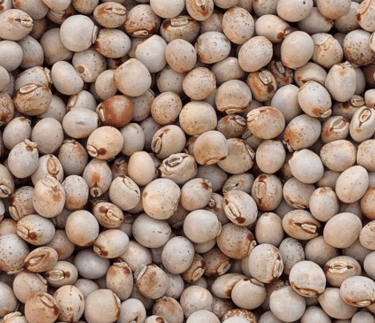 pigeon peas