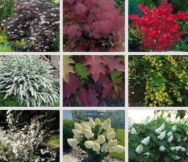 Sodo Kampelio daugiamečiai krūminiai augalai