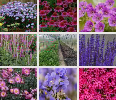 Sodo Kampelio daugiamečiai žoliniai augalai