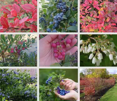 Šilauogės raudonos ir mėlynos