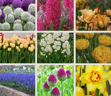 Tulpės, narcizai, jacintai, žydrės, dekoratyviniai česnakai