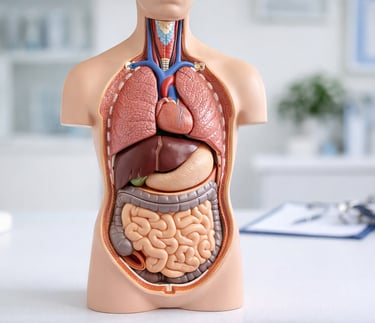 medical dummy of human torso 