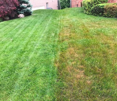 Side-by-side comparison of healthy green lawn vs dry brown patches showing effective lawn care and fertilization results.