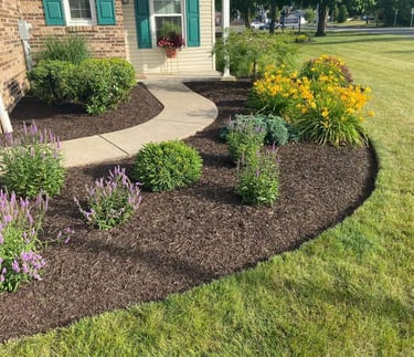 Residential front yard landscaping featuring fresh dark mulch, purple salvia flowers, and yellow daylilies along a curved