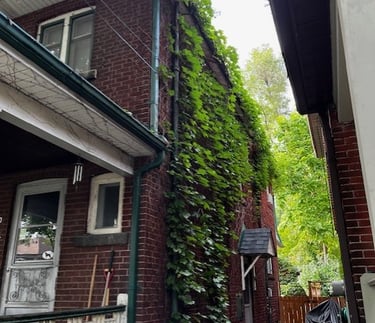 overgrown vines on house