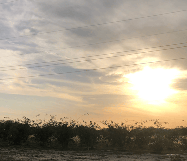 Bamboo trees with a sunset view behind them