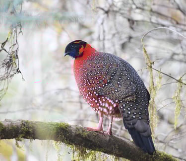 satyr-tragopan-spotted-at-the-Khaling-to-Khardungla-Trail-in-Eastern-Bhutan