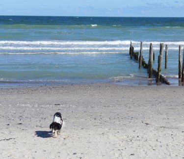 Hund am Strand von Juliusruh auf Rügen