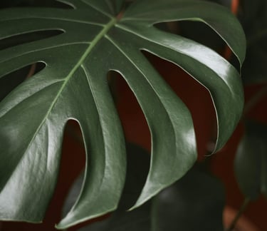 Young Monstera leaf with splits but no holes