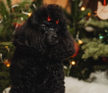 Caniche toy noir