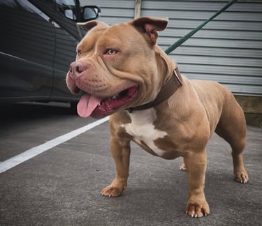 lilac pocket american bully New Zealand
